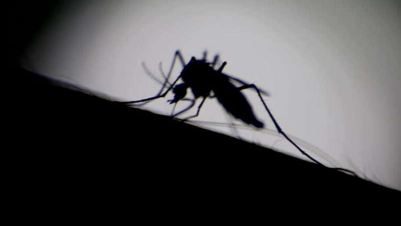 dengue fever
