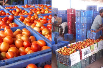 kolar tomato