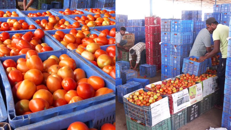 kolar tomato