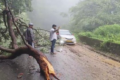 tree falls in Charmady Ghat tourists just missed