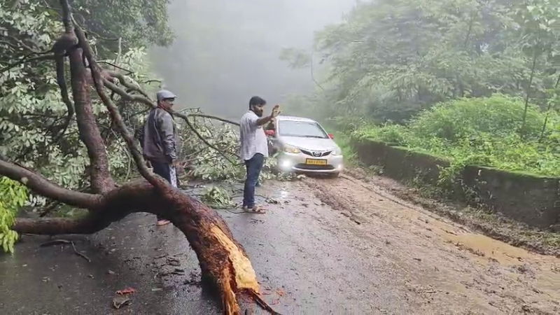 tree falls in Charmady Ghat tourists just missed