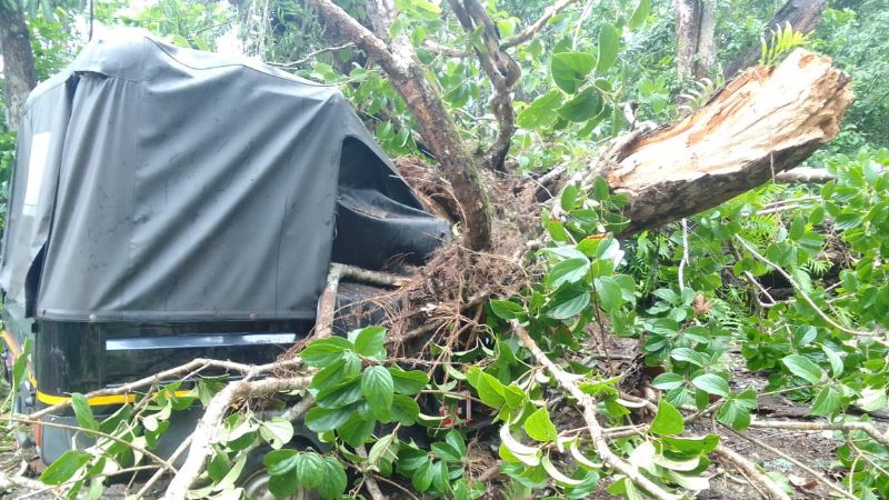 tree falls in chikkamagaluru koppa auto damaged one dead