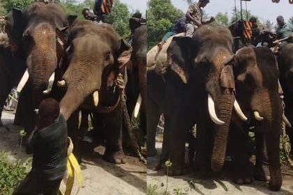 wild elephant tried to attack lorry driver in Hassan