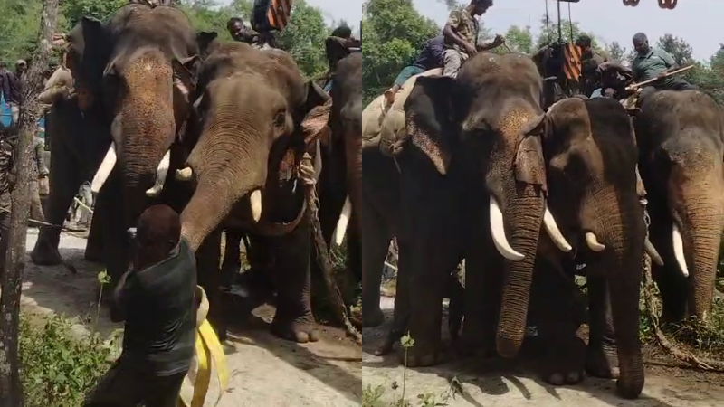 wild elephant tried to attack lorry driver in Hassan