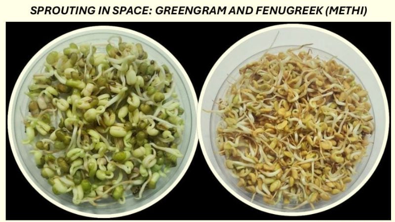 Axiom Mission 4 seeds will sprout in space Dharwad Agricultural University greengram and Fenugreek Shubanshu Shukla ISRO
