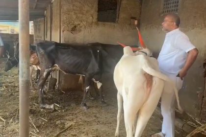 BJP MLA Sharanu Salagar and Team 40 cattle in basavakalyan in Bidar 2