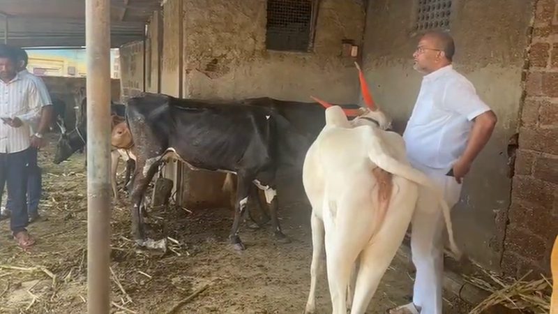 BJP MLA Sharanu Salagar and Team 40 cattle in basavakalyan in Bidar 2