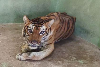 Ballary Tigress