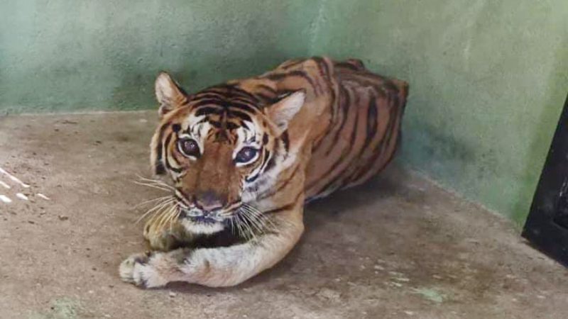 Ballary Tigress