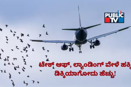 Bird Hits to Flight