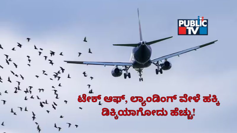 Bird Hits to Flight