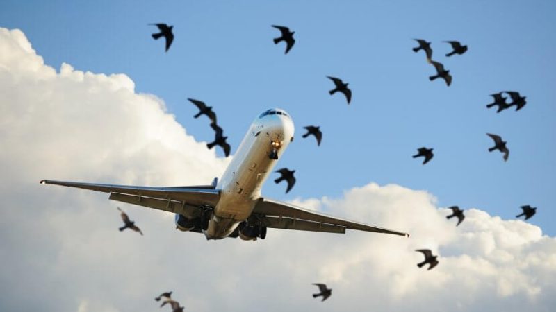 Bird hits a plane 1