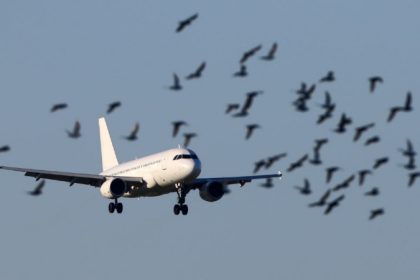 Bird hits a plane