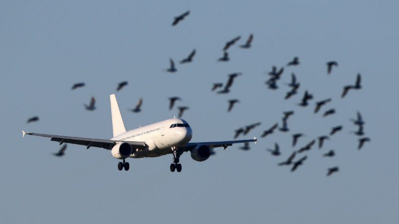 Bird hits a plane