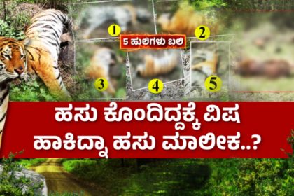 Chamarajanagar Tiger Death