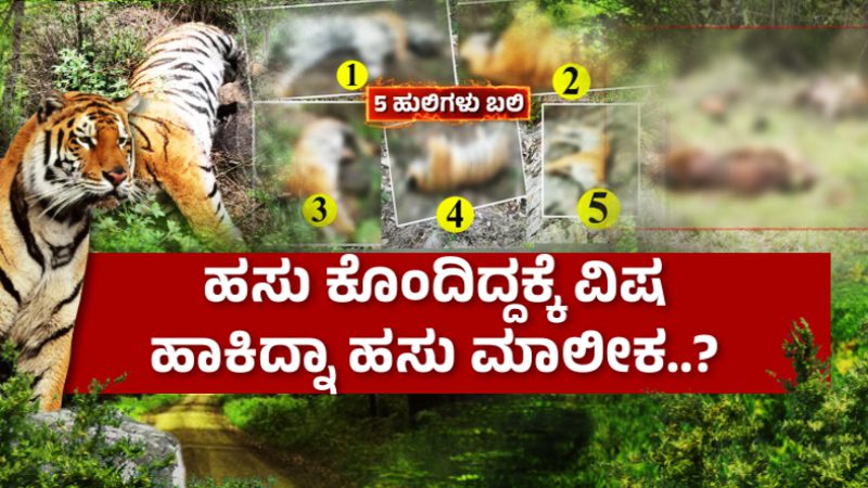 Chamarajanagar Tiger Death