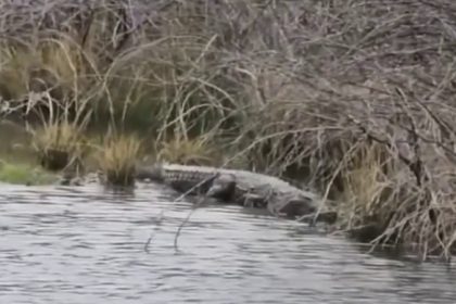 Crocodile found in a pothole on the side of the road People are worried Hunagunda Bagalkote