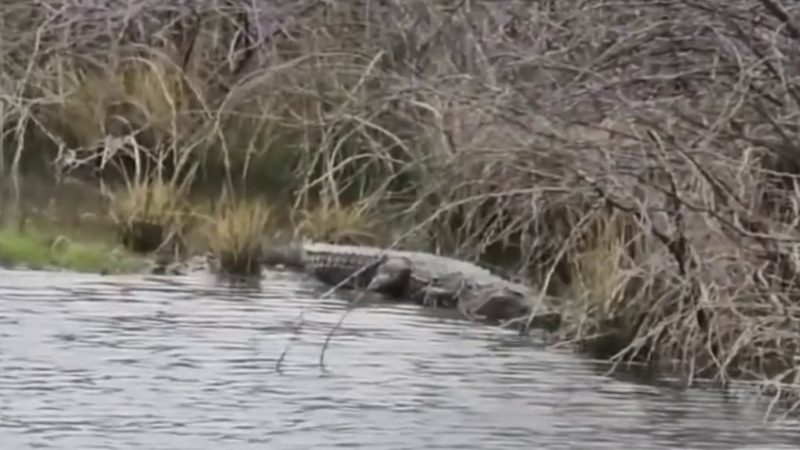 Crocodile found in a pothole on the side of the road People are worried Hunagunda Bagalkote