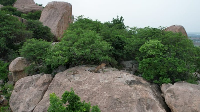 Leopard