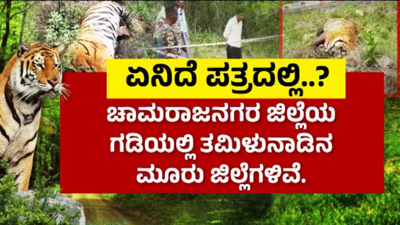 Male Mahadeshwar Tiger Death 1