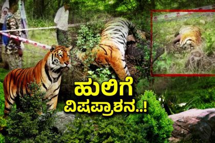 Male Mahadeshwar Tiger Death