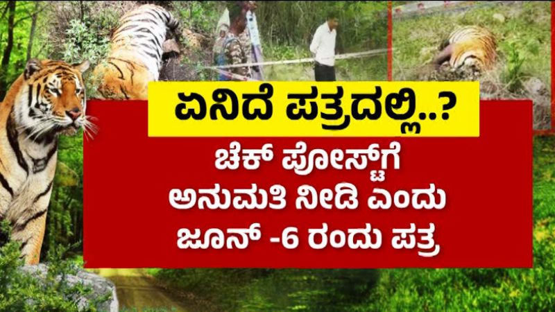 Male Mahadeshwar Tiger Death 5