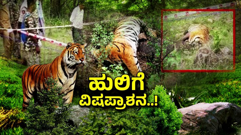 Male Mahadeshwar Tiger Death