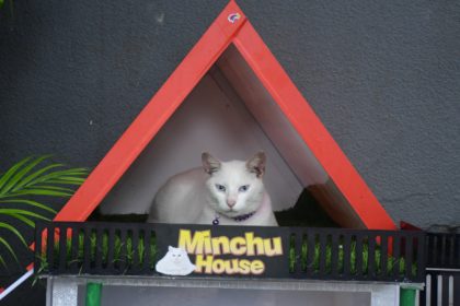 Mangaluru Forum Mall White Cat