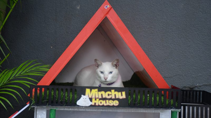 Mangaluru Forum Mall White Cat
