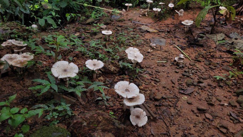 Mashroom