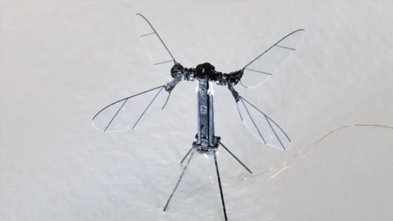 Mosquito Drone