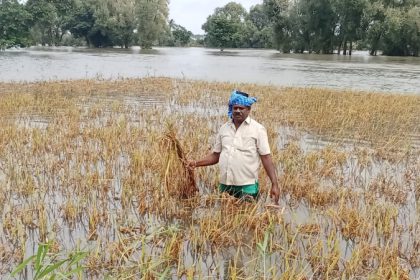 Mysuru Crop Loss