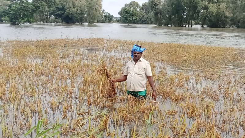 Mysuru Crop Loss