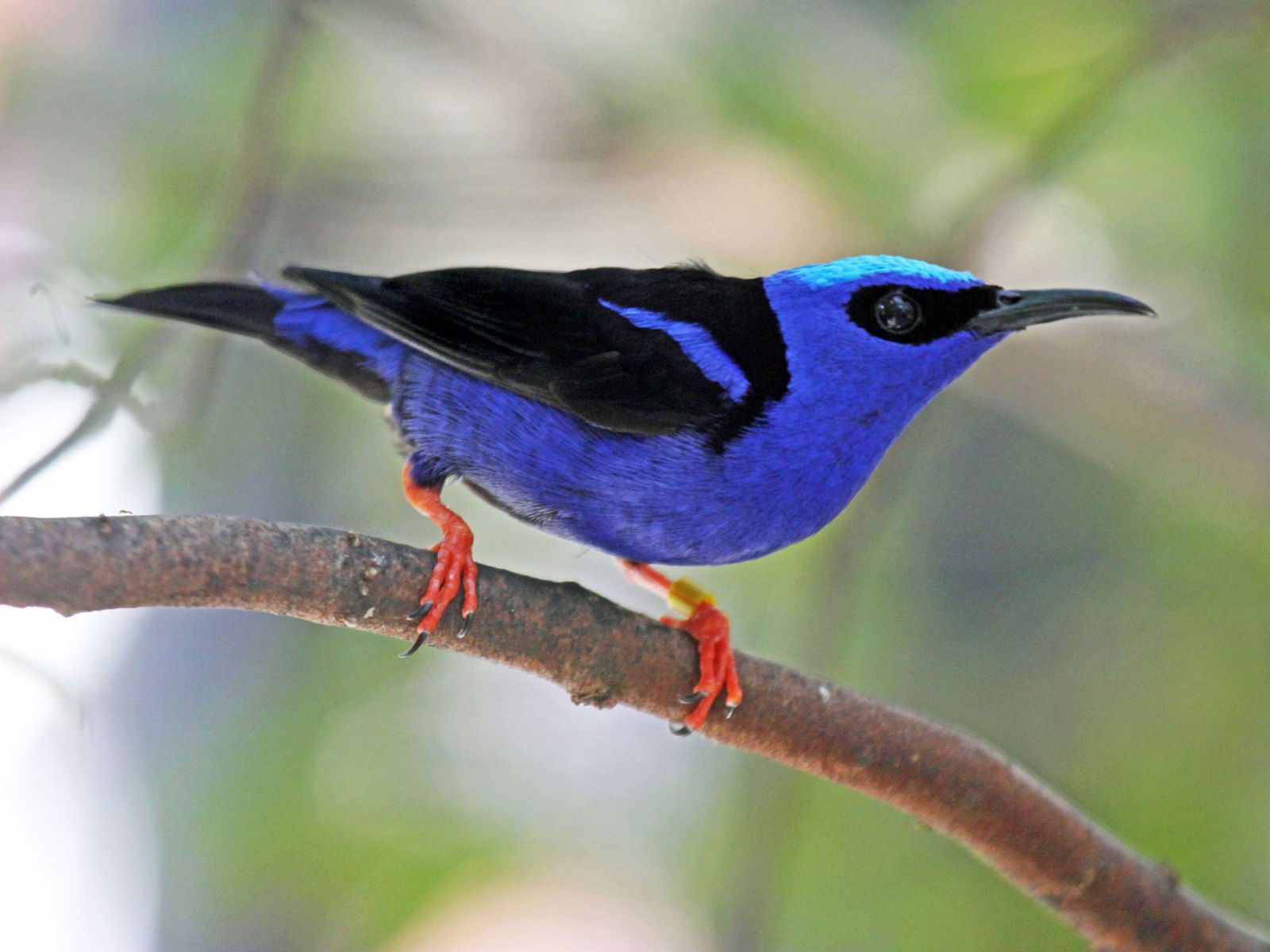 Red legged Honeycreeper scaled