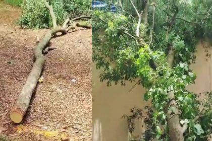 Sandalwood Trees