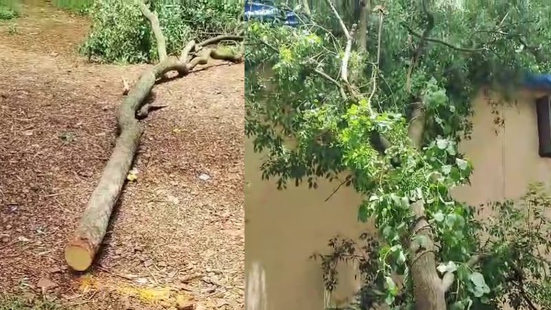 Sandalwood Trees