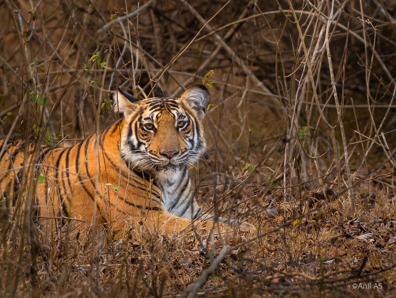 Tiger 01 scaled