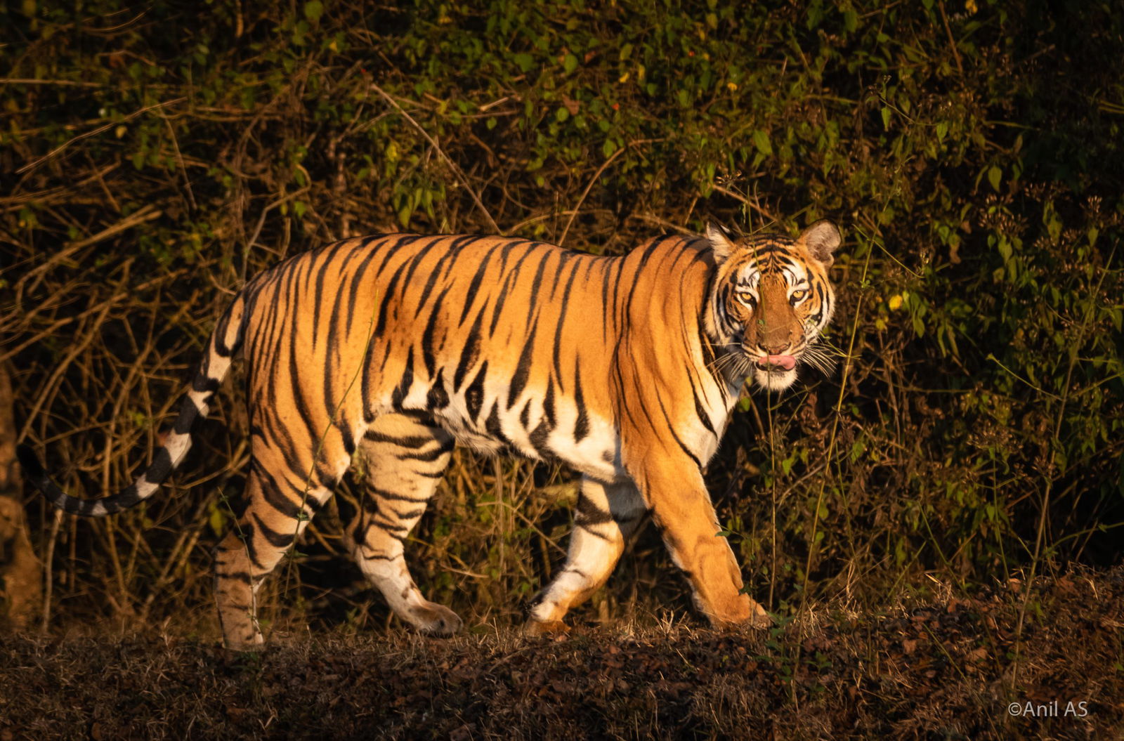 Tiger 02 scaled
