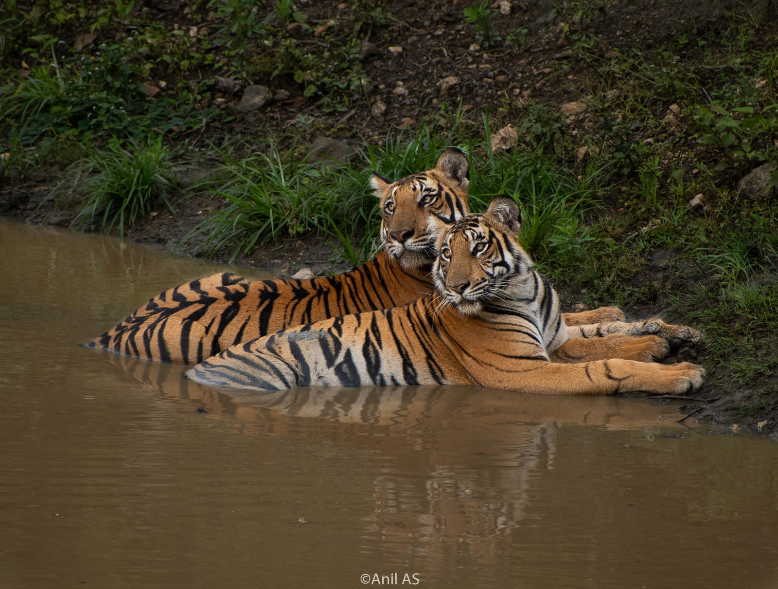 Tiger 03 scaled