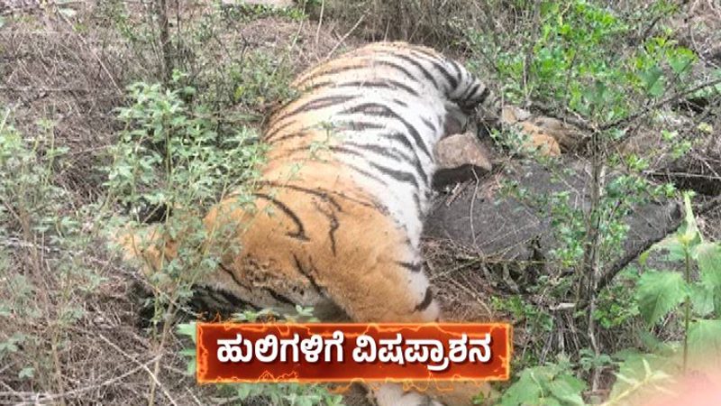 Tigers Death Case 2