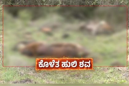 Tigers Death Case 3