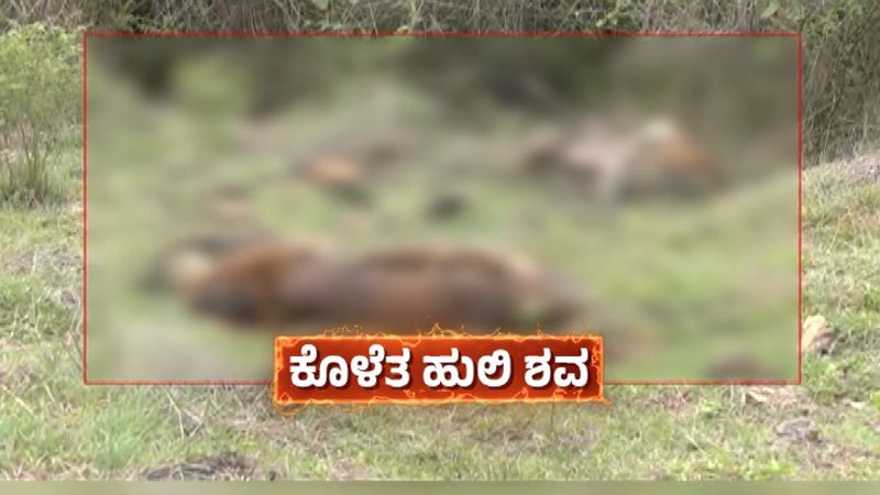 Tigers Death Case 3