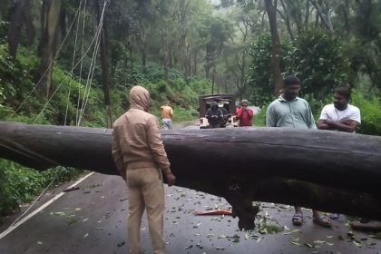 Tree Fall in chikkamagaluru