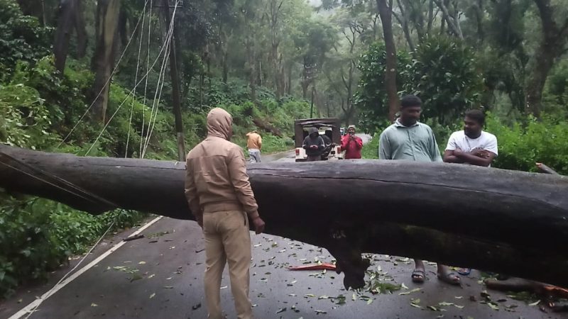 Tree Fall in chikkamagaluru