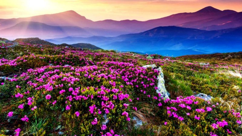Valley Of Flowers 1