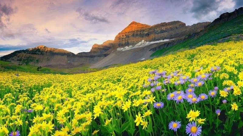 Valley Of Flowers