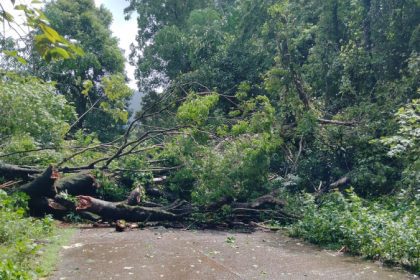 dodmane ghat tree fell
