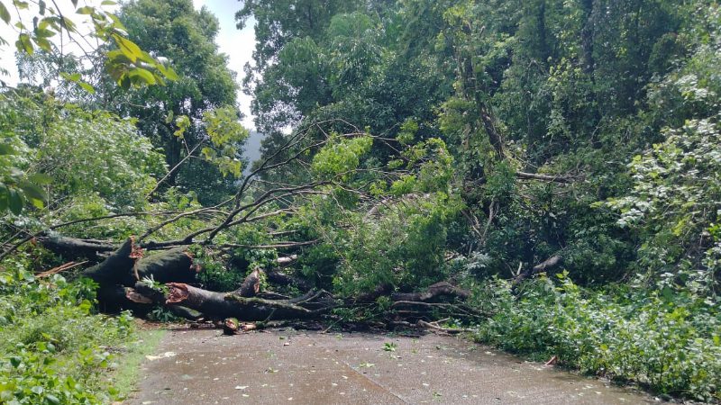 dodmane ghat tree fell
