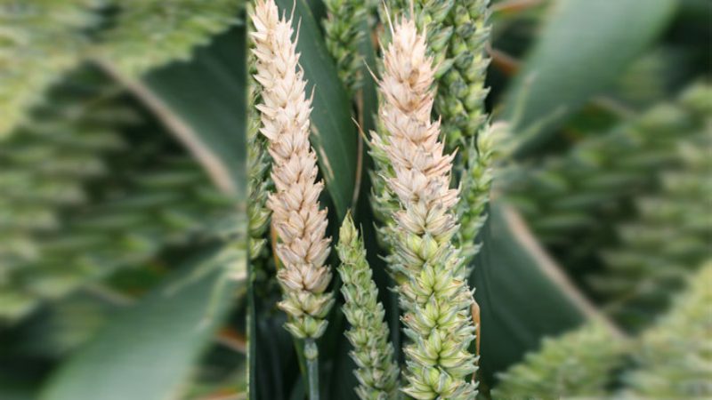 head blight wheat
