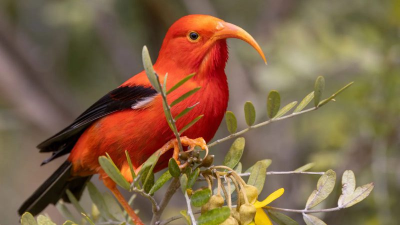 honeycreepers